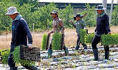 Heat inspections of farms, lodging begin for int'l worker safety