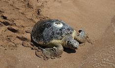 Lucky 13: endangered sea turtles released back into wild