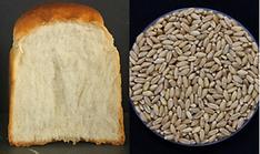 В Корее вывели новый сорт пшеницы с высокой урожайностью